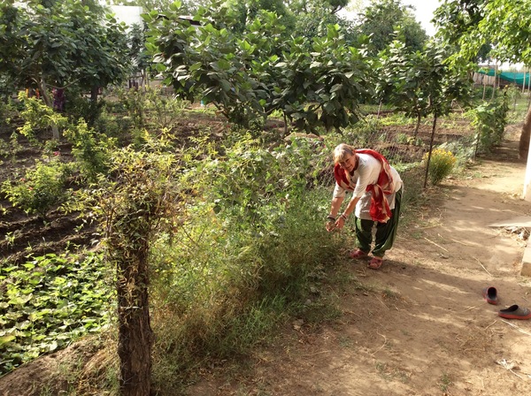 gitadeviji helping with the weeding 600